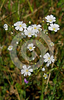 Flower of Avalanche Sandwort